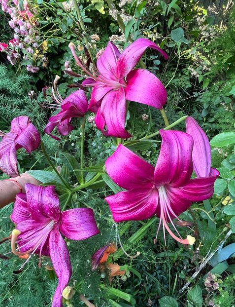 3B7D8D44-3F09-4E42-8CFA-3D8B9A915A49 - Crini 2016 2023