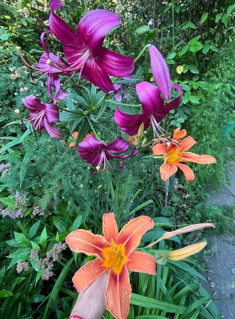 1E3D9620-39A6-494B-B70C-BD568763C6F6 - Crini 2016 2023