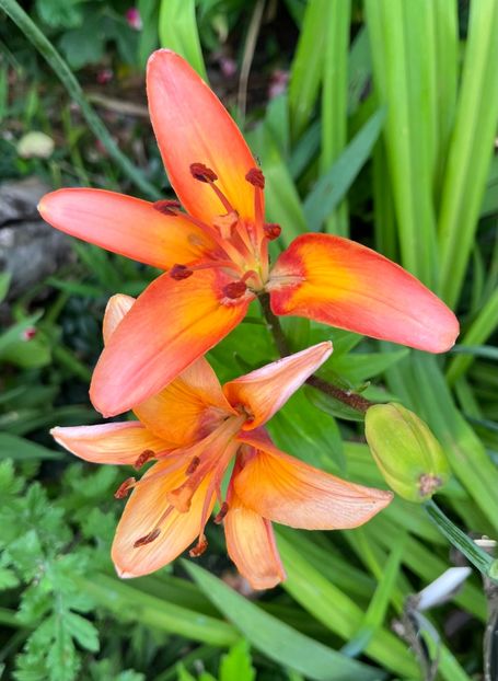 A7218B86-6EA0-4451-9739-9346F56DD89B - Crini 2016 2023