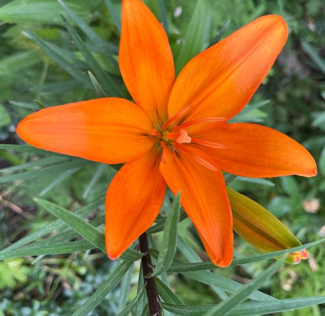 A24DBC20-F53B-4737-80A9-75E22654B1B8 - Crini 2016 2023