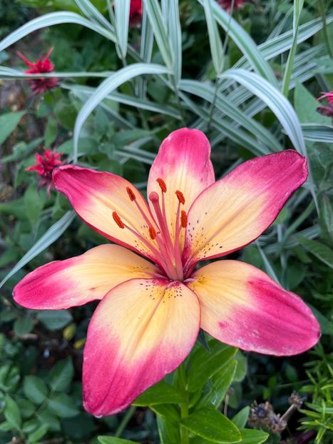 FB021D9A-9E5F-4F09-B2B6-C30374A139BC - Crini 2016 2023