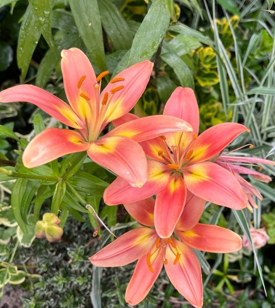 D2C16B52-73A6-4AA3-888C-DBFCEB20A0F9 - Crini 2016 2023