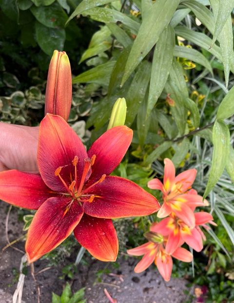 42ECC962-E78F-4BF4-B8A8-CE2C050B2D77 - Crini 2016 2023