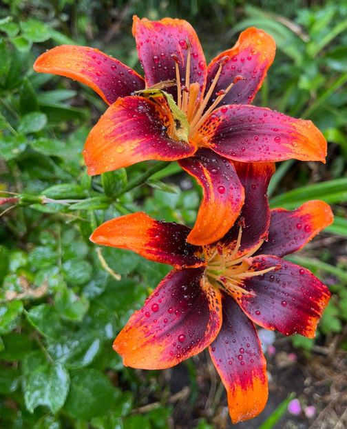 B6D29466-8FCC-4367-8A20-CED8187B1D7F - Crini 2016 2023