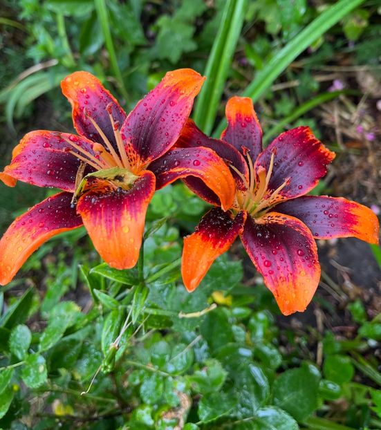 5CE54301-1A4B-4D53-A97E-3B8D89DD16B9 - Crini 2016 2023