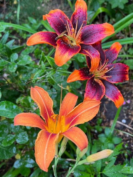 C7890085-47ED-4096-AFC2-FA3AFA779BCB - Crini 2016 2023