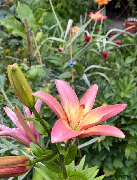 8CEA2BCE-6729-4DB4-9754-3FAA8388EDBD - Crini 2016 2023