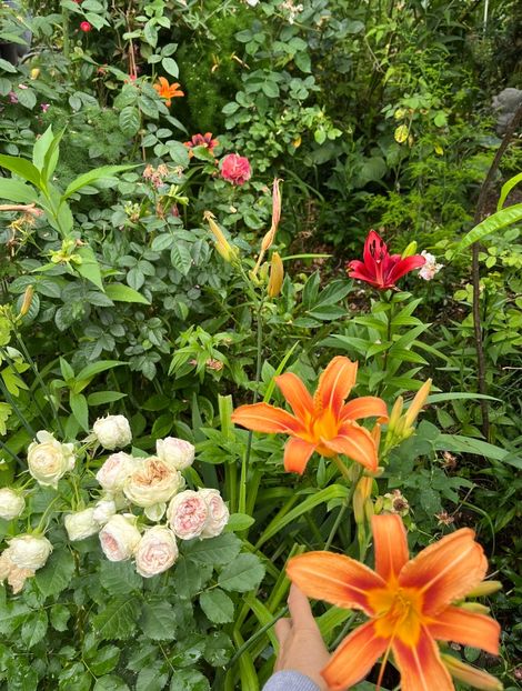 8C826A04-A7F5-4135-A74B-506CA7DACB51 - Crini 2016 2023