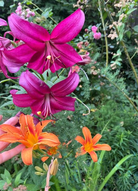 09F970E8-6AFB-4A83-B205-887099F8EC4E - Crini 2016 2023