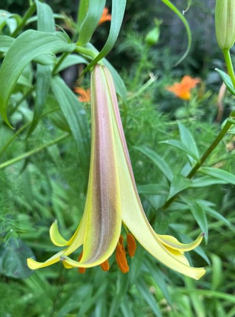 0A4F3004-0424-4F0F-B8C9-E5933783F3AC - Crini 2016 2023