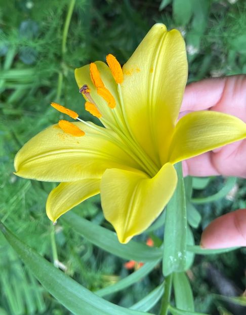 A62F3519-B34D-479B-AF16-784123131DFE - Crini 2016 2023