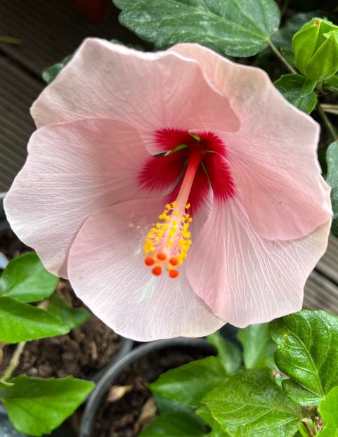 57E12F78-2E91-48DC-A91F-89439FAD88AE - Hibiscus