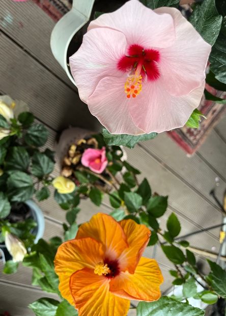 3D74AA3F-B322-4486-97C8-E09E7DD2A0DE - Hibiscus