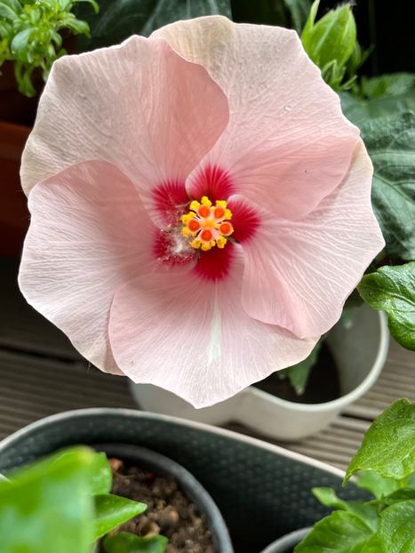 5049D6E0-FFF0-4F59-9061-2CA8A9CB961E - Hibiscus