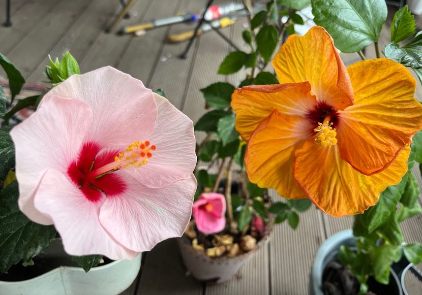 D0755736-C6F4-48F3-91F8-D909BAEA1FC3 - Hibiscus