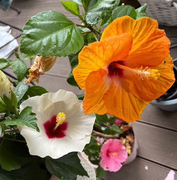 6A5460BE-2722-4E16-8444-8083DB903A81 - Hibiscus