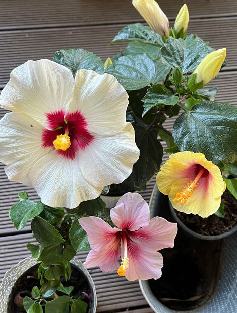 C0652BD3-456A-4BA0-B66F-C8847F3829C3 - Hibiscus