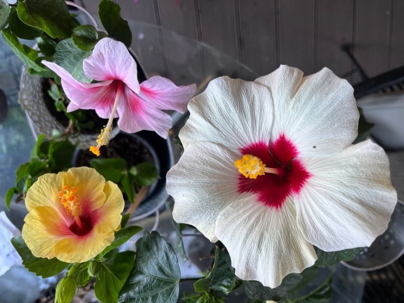 5A6F3913-0218-4E3B-A431-A5C1734EE8BB - Hibiscus