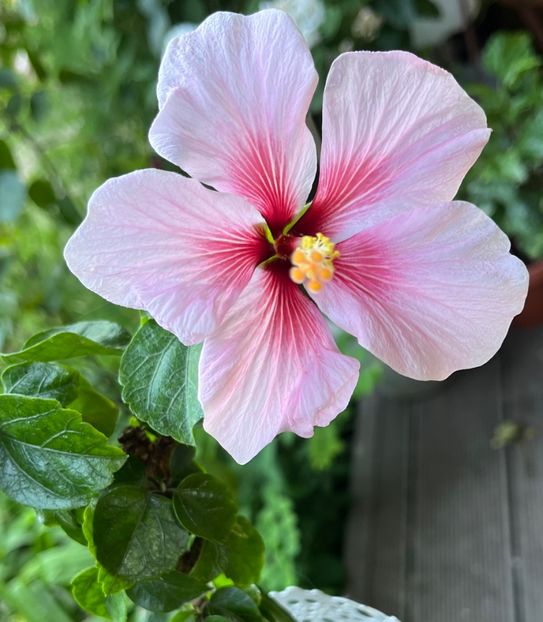 C195080E-3A54-4039-B6F6-C3DC1023B4BF - Hibiscus