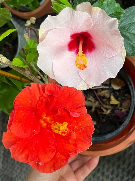 E57091BA-A108-4F63-A96D-8431B560B125 - Hibiscus