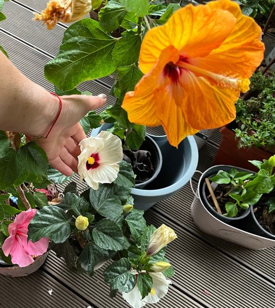 5A3ED65F-0C97-4939-A089-9076A970B0F8 - Hibiscus