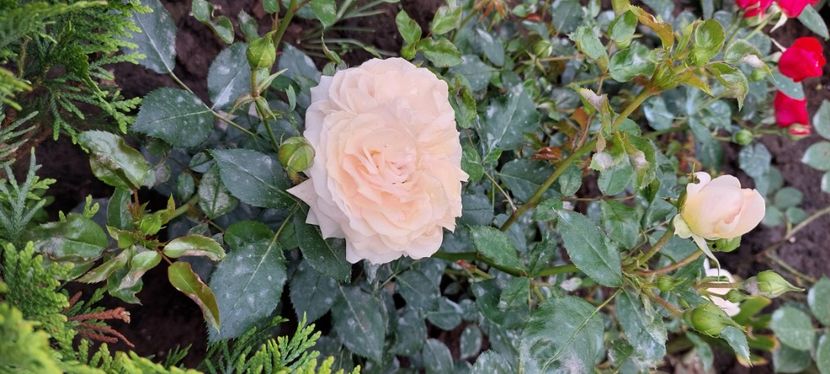 Garden of roses - Trandafiri 2023