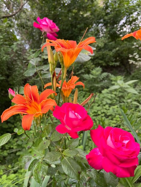 BA0D8E2F-91BD-44AE-94B7-8492867A981A - Trandafiri la balta 2023 2