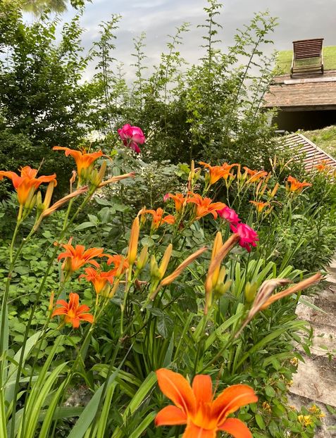 35F99313-E7AD-4B96-B64F-73B2920E68DC - Trandafiri la balta 2023 2