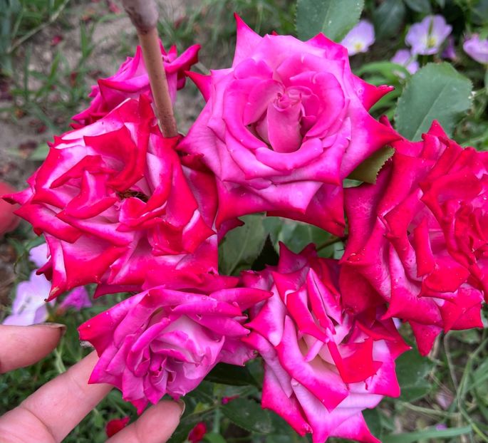 1AC0B67F-3B7E-47D6-9FFF-C6643DD316C6 - Trandafiri la balta 2023 2