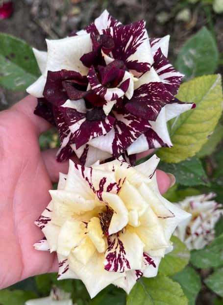 4054F01A-E7BD-4BD8-B376-9BC3A6BB06F1 - Trandafiri la balta 2023 2