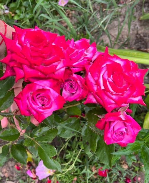 E5D87E5D-30E9-40EA-8FE0-643FAB5EAB11 - Trandafiri la balta 2023 2