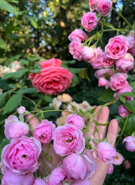 5616AD85-F413-48EF-8384-4A2C8ED785A5 - Trandafiri 2023 3 2024