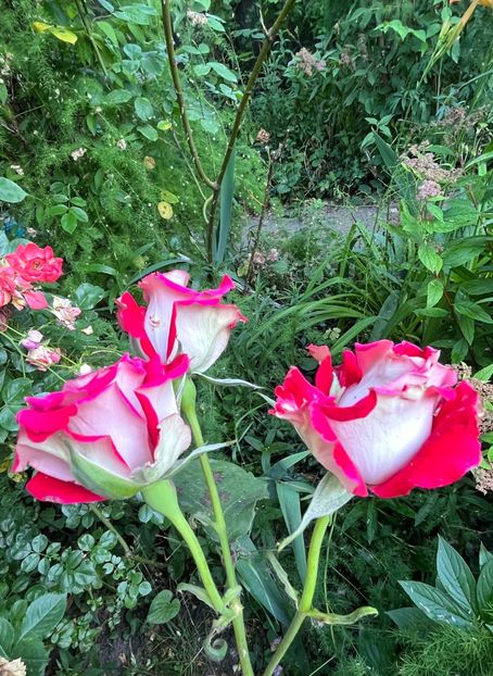 5A9E076D-E645-490A-9000-C31E1750A71C - Trandafiri 2023 3 2024