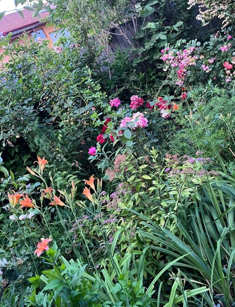 F3328608-BE13-4A06-B73C-FE89AD996B5F - Trandafiri 2023 3 2024