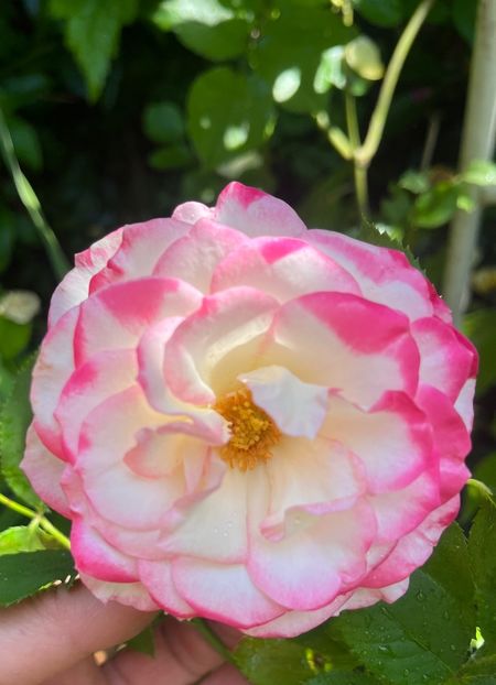 720DA8F2-AD30-459C-87E2-3FD1E5225C00 - Trandafiri 2023 3 2024