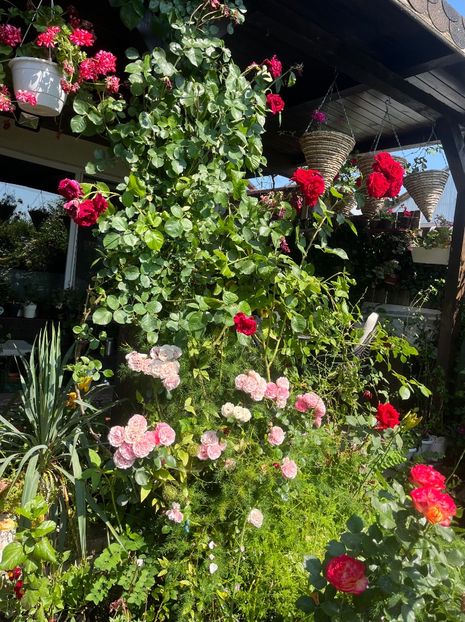 2B585347-11D5-4257-9E6E-AE068A12C942 - Trandafiri 2023 3 2024