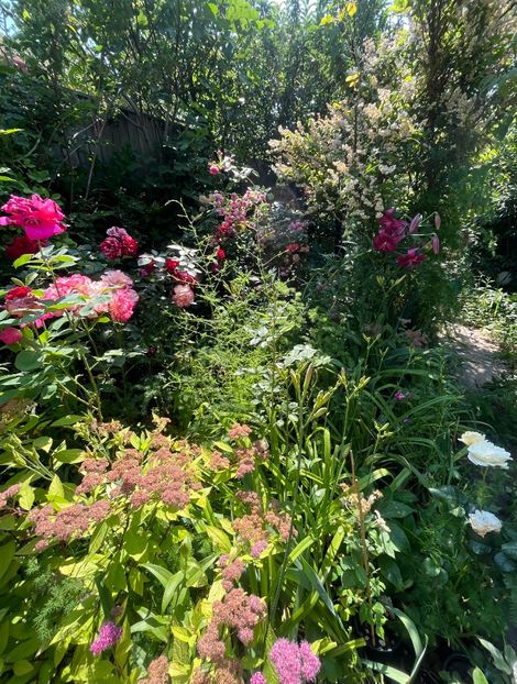 17E3F320-80D7-49F3-A696-918884E9CB33 - Trandafiri 2023 3 2024