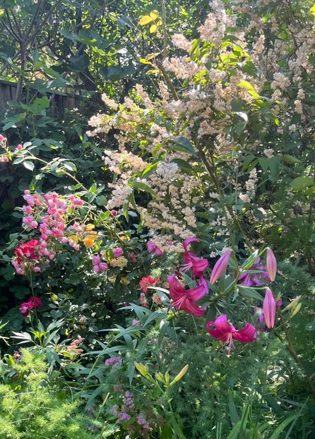 EF0BAA1F-BCF0-4BDC-BC02-18FC00AE1734 - Trandafiri 2023 3 2024