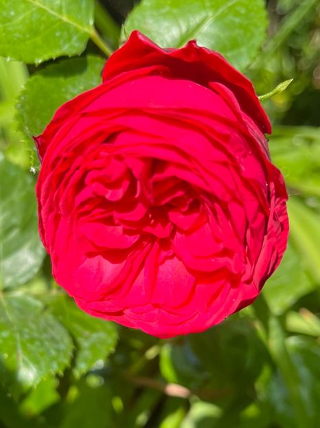 A0E544E2-A678-421D-9FE2-EEBA9092C7B3 - Trandafiri 2023 3 2024