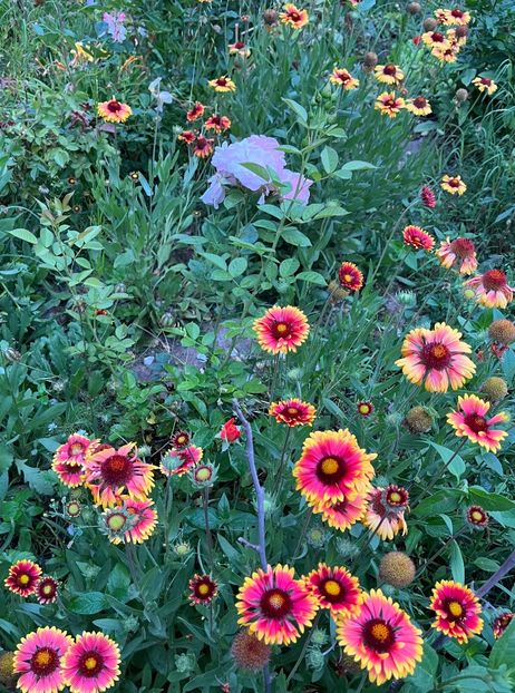 78E7CFDB-A5EF-447A-A3EE-A152DD42984B - Flori la Balta 2016 2023