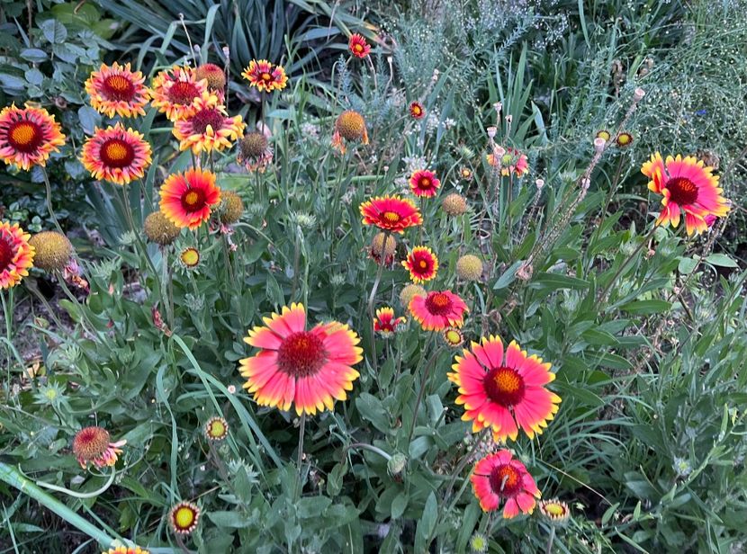 0DE09965-8EC9-4336-89F4-87127BF20D60 - Flori la Balta 2016 2023