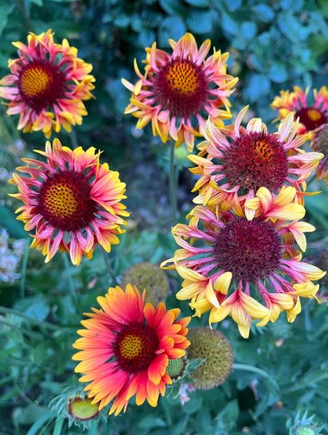 7F3C75DF-EA33-4152-80F5-83AF0BE46A5C - Flori la Balta 2016 2023