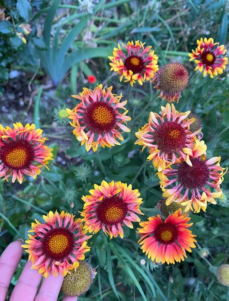 AD61465A-6C3B-4130-AB93-A910E30B683A - Flori la Balta 2016 2023