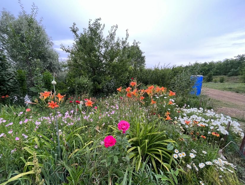 A7945CF4-E92E-401B-A0FD-31EA3492AC66 - Flori la Balta 2016 2023