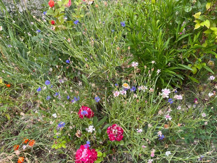 22B47615-196D-4654-80A3-06E3FAECDB89 - Flori la Balta 2016 2023