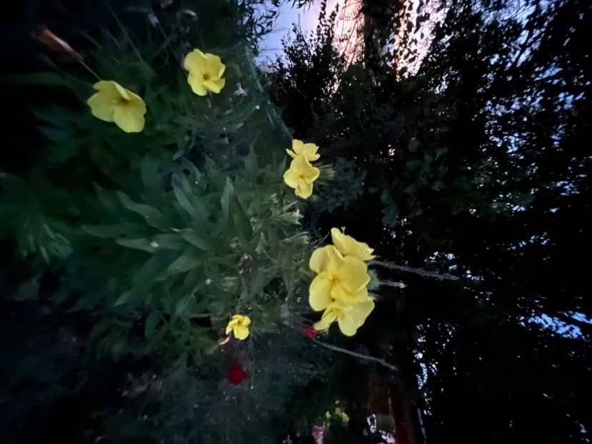 289EC599-AD6F-4E2D-AE24-F9C652EB8E60 - Flori la Balta 2016 2023