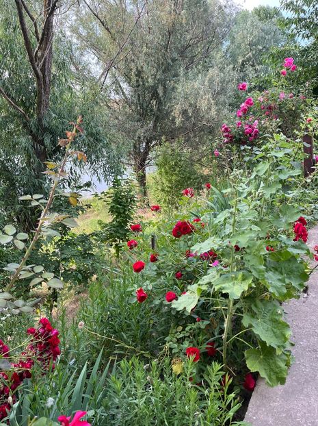 4C1C343F-BD5B-4B9C-B25D-0A57020DCF30 - Flori la Balta 2016 2023