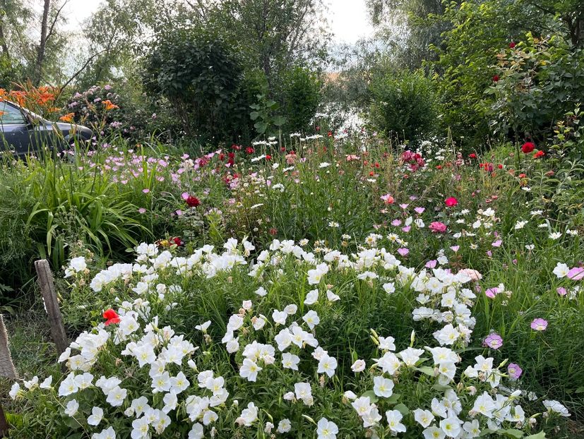 C83AFBF5-7529-4A56-B82E-17D757C6A643 - Flori la Balta 2016 2023