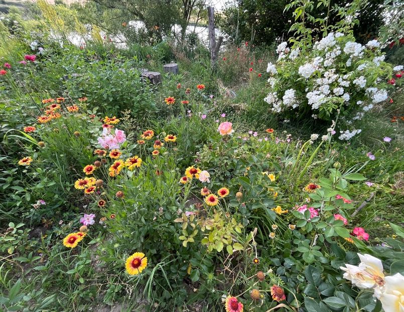 8B55B653-9FE6-4F2B-BD1F-8203CFF26F0C - Flori la Balta 2016 2023