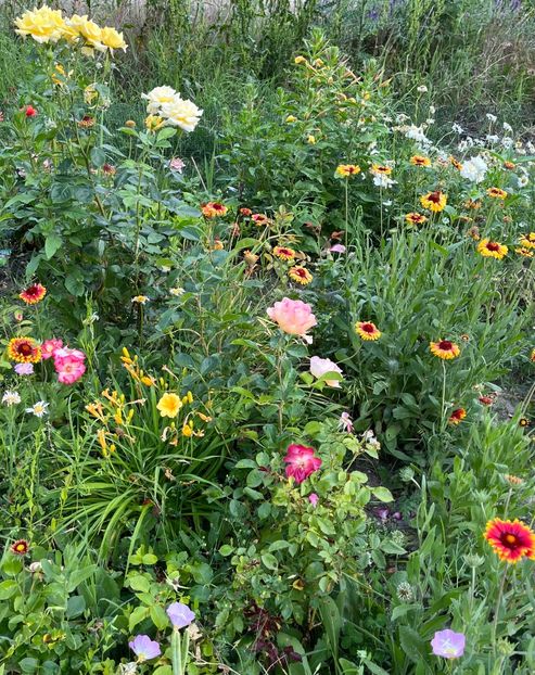 91571F07-6EC0-45EC-9738-06A748D4057D - Flori la Balta 2016 2023